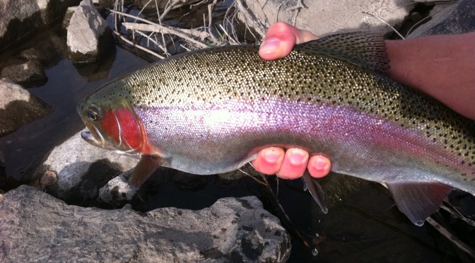 The Best Rainbows of the South Platte