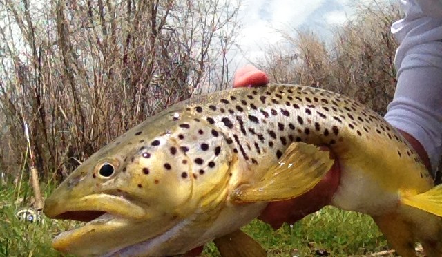 Monster Brown on the South Platte