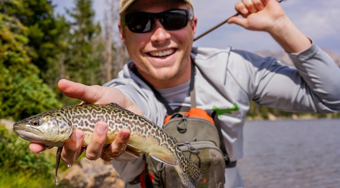 Tiger Trout Galore
