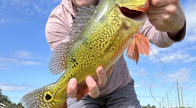 Canal Hopping for Peacocks