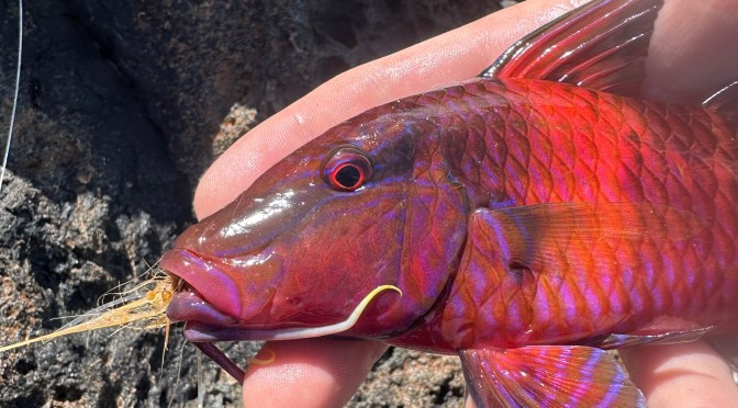 Poke Bowls and Destroyed Flip Flops